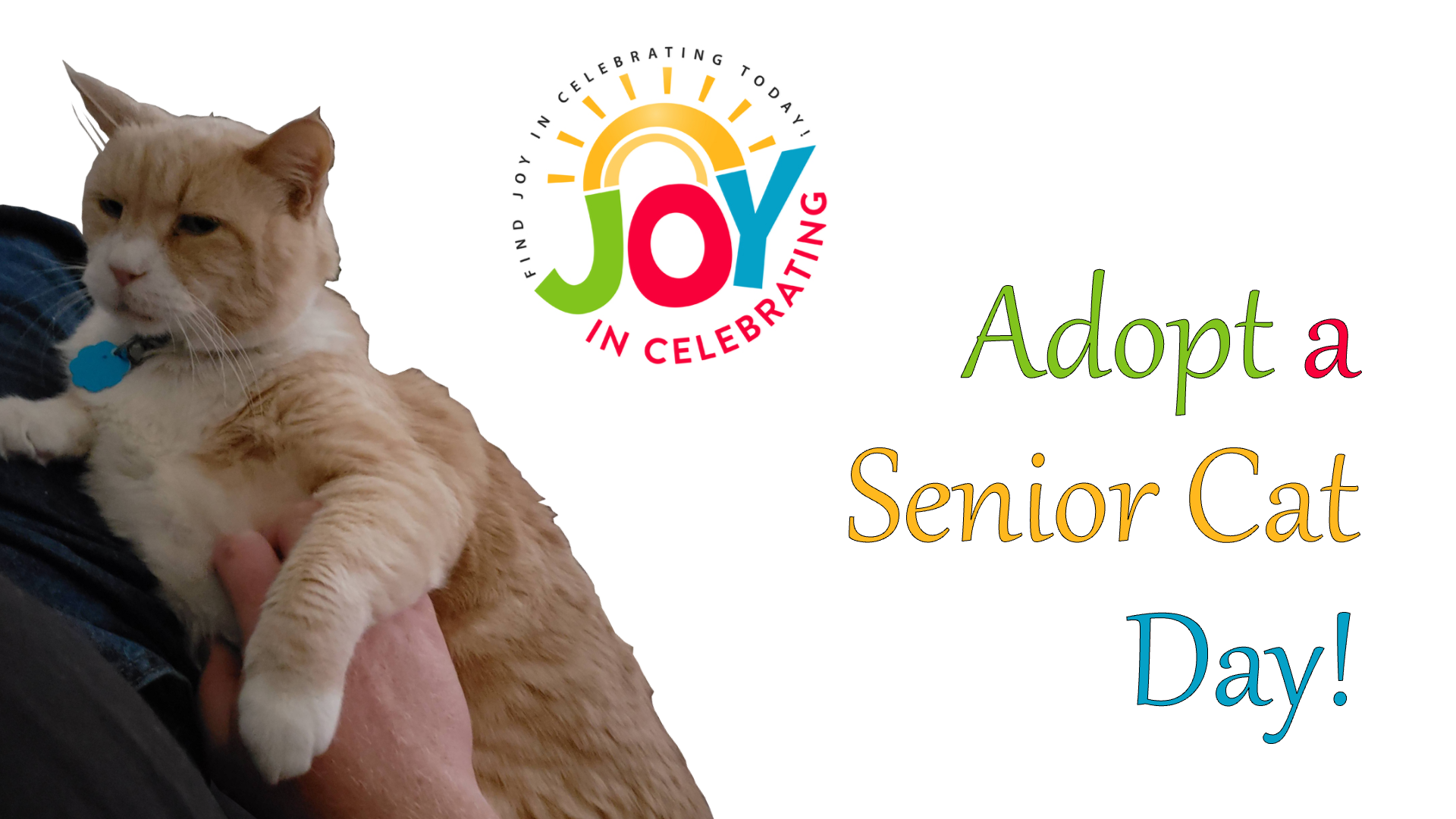 11/04/2018 National Cat Week & Adopt a Senior Pet Month Joy In